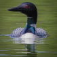 Surly Loon is Surly