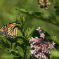 Monarch and milkweed