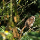 Song sparrow