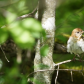Veery at the water spot