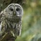 Barred Owl at the Local Park