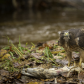 Red Tailed Hawk with a Fish