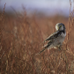 Hawk Owl