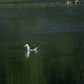 Great black-backed seagull