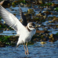 Semipalmated Plover