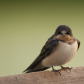 Disapproving Swallow