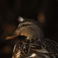 Mallard With A Hat