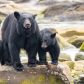 Black bear family 