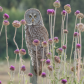 Great Grey Owl 