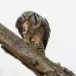 Hawk Owl