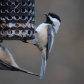 Two for tea; seed for two!