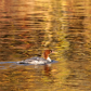 Common merganser