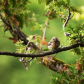 Song sparrow (juvenile)