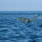 Humpback whale tail