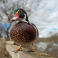 Wood Duck Closeup