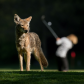 Coyote & Golfer