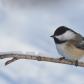 Black capped Chickadee