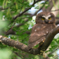 Northern Saw-Whet Owl