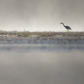 Misty Moring Heron