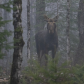 Misty Forest Moose