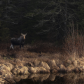 Algonquin Moose