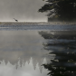 Heron on a misty pond