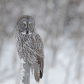 Owl in Snow