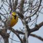 Singing Meadowlark