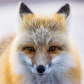 Red Fox Portrait