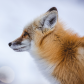 Red Fox Portrait