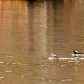 Happy couple of hooded merganser