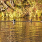 Hooded merganser