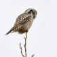 Hawk Owl