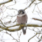 Northern Hawk Owl