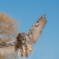 Great Horned Owl Hunting 1