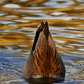 Gadwall Art