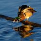 Wood Duck Yoga