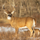 Fish Creek Buck