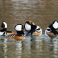 The Merganser Dance