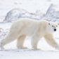 Polar Bear Stroll