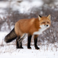 Churchill Red Fox