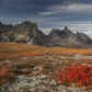 Vegetation of Yukon Tundra