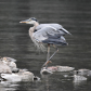 ABOUT  TO  LAUNCH,   Great Blue Heron