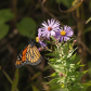 Monarch and Asters