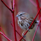 Song Sparrow