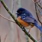 Spotted Towhee