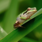 Pacific Tree Frog