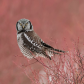 Northern Hawk Owl 