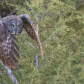 Great Grey Owl 