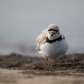 Plover in Peril